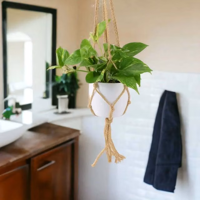 Plants By Post Golden Pothos Epipremnum Aureum Indoor Climbing Vine in Green and Yellow Foliage