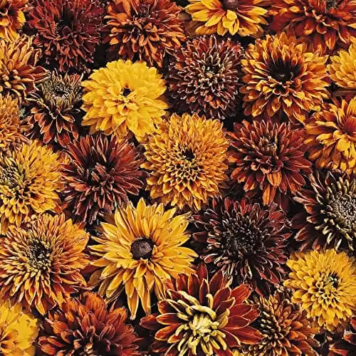 Thompson and Morgan Rudbeckia x hirta hybrida Cherokee Sunset Coneflower Seeds, Orange and Yellow, 40 Seeds