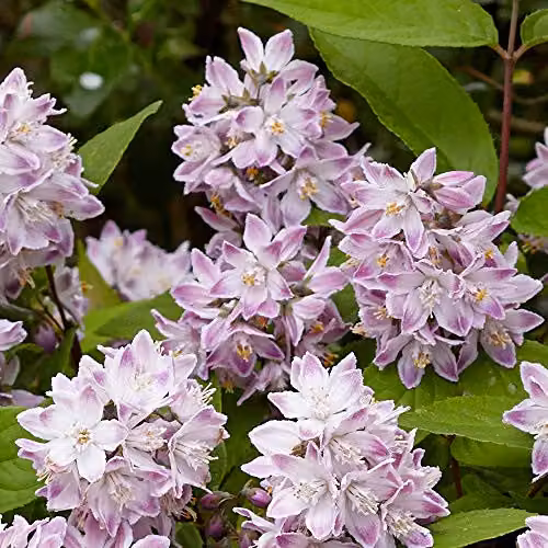 Thompson and Morgan Deutzia Raspberry Sundae Potted Plant, 9cm – 3