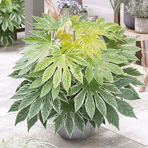 Thompson and Morgan Fatsia Japonica Spiders Web Castor Oil Plant Hardy Evergreen Ornamental Garden Shrub, 3 x 9cm Pots