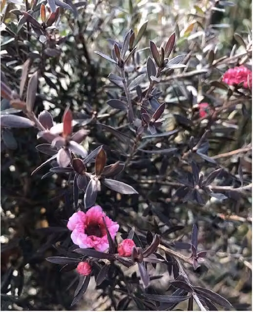 Direct Plants Leptospermum Red Damask Ornamental Shrub, 3L Pot