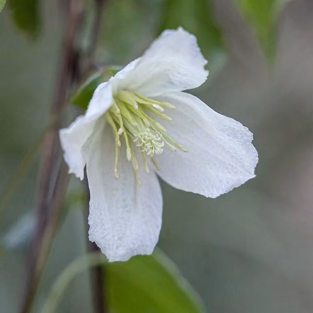 Plant Theory Clematis Cirrhosa Jingle Bells White Flowering Climbing Plant in a Pot, Green
