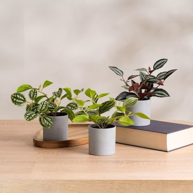 Scottish Everlastings Ltd Set of 3 Green Mini Trailing Plants in Grey Pots