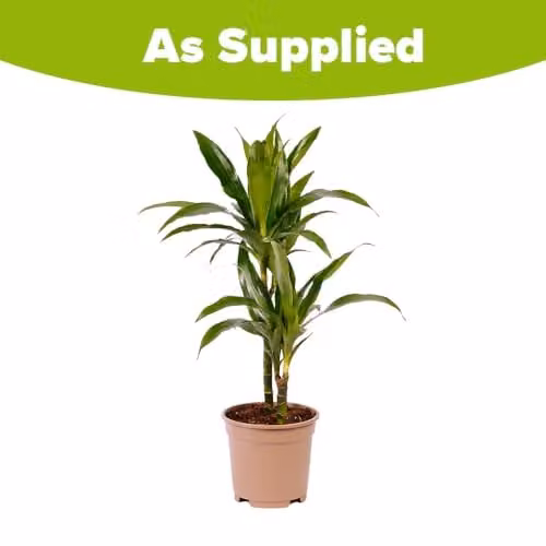 YouGarden Dracaena Janet Craig Two Stem Indoor Houseplant with Green Foliage in a 17cm Pot – 2