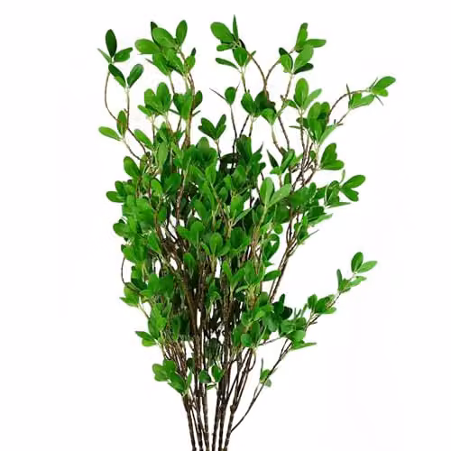 Pack of 6 Green Artificial Mini Ficus Leaf Stems, 100 cm – 1