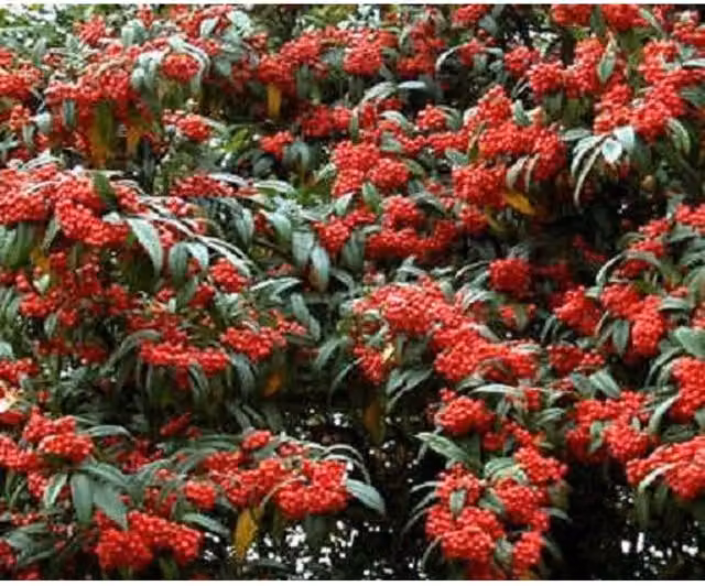 Direct Plants Cotoneaster Cornubia Watereri Ornamental Berry Tree, Green, White and Red
