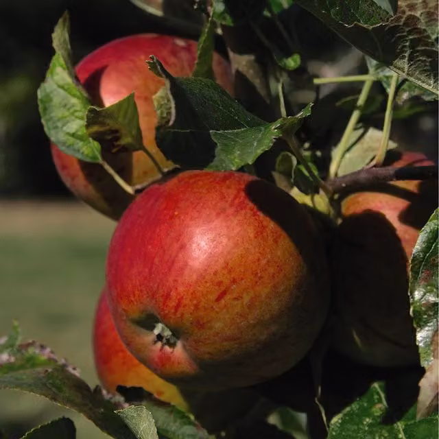 Thompson & Morgan Malus Mini Braeburn Red Apple Fruit Tree
