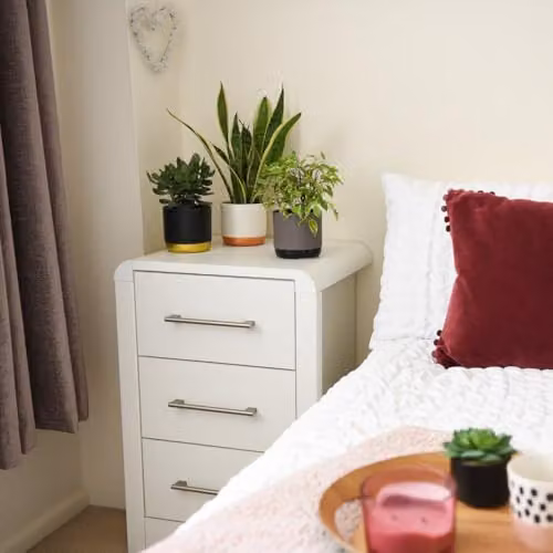 Thompson & Morgan Easy Sleep Collection of 3 Air-Purifying Indoor Potted Plants including Sansevieria Laurentii and Crassula Hulk, 12cm Pots – 4