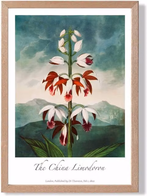 ARTZE The China Limodoron Vintage Floral Framed Print with Oak Frame, Multicolour, A4 – 1