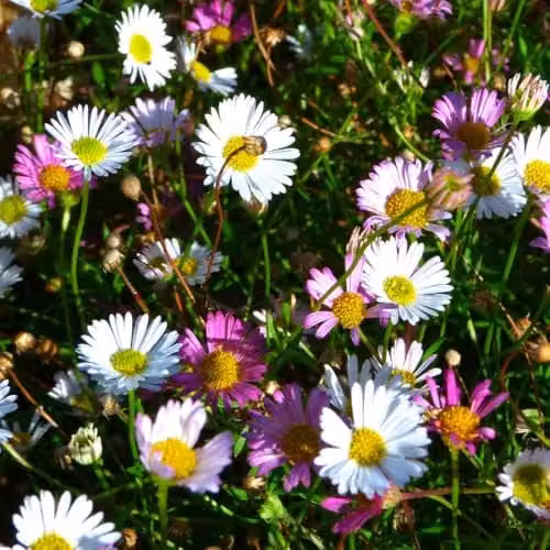 Thompson & Morgan Erigeron karvinskianus Profusion Mexican Fleabane Perennial with White Multicolour Flowers, 2 Litre Pot – 2