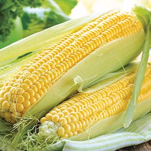 Thompson and Morgan Sweetcorn Lark F1 Hybrid Yellow Vegetable Seeds, 25 Seeds per Packet