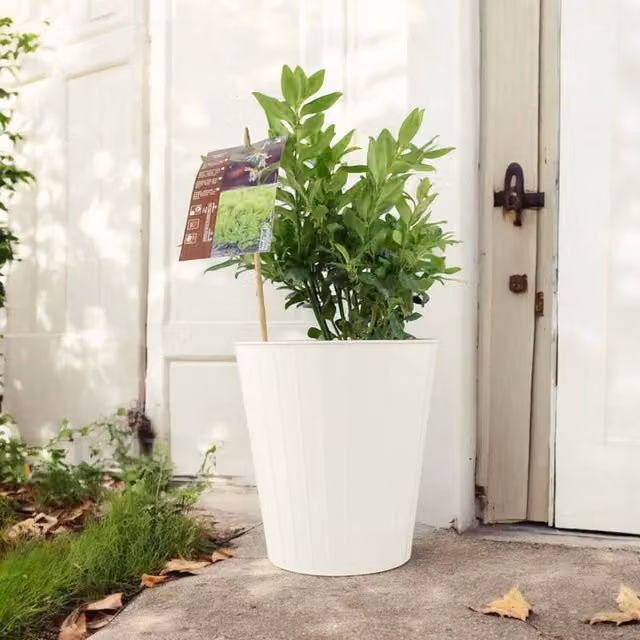 Plants by Post Sarcococca Confusa Sweet Box Ornamental Shrub with Fragrant White Flowers and Dark Green Foliage in a 3L Pot