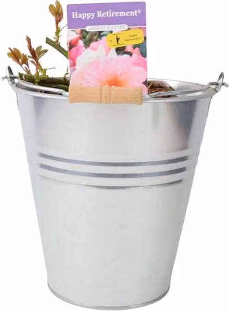 Plants By Post Happy Retirement Rose Ornamental Summer Flowering Shrub in 5.5L Pot, Pale Peach