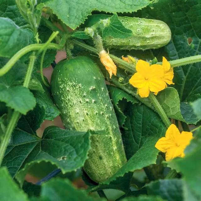 Marshalls Garden Picklebush Cucumber Seeds, Green Variety