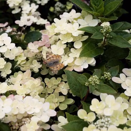 Thompson & Morgan Hydrangea Paniculata Switch Ophelia Ornamental Shrub, 3 x 9cm Potted Plants, White and Pink – 5