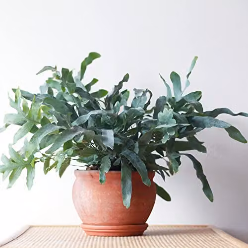 Thompson and Morgan Blue Star Fern Phlebodium aureum Potted Indoor Plant, 12cm