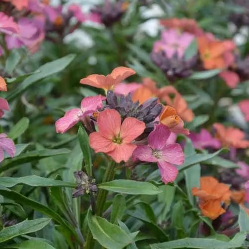 Thompson and Morgan Erysimum Constant Cheer Hardy Perennial with Colour Changing Purple and Multicolour Flowers, 12 Jumbo Plugs
