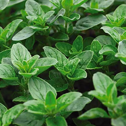 Thompson & Morgan Oregano Hardy Perennial Herb Seeds, 1 Packet