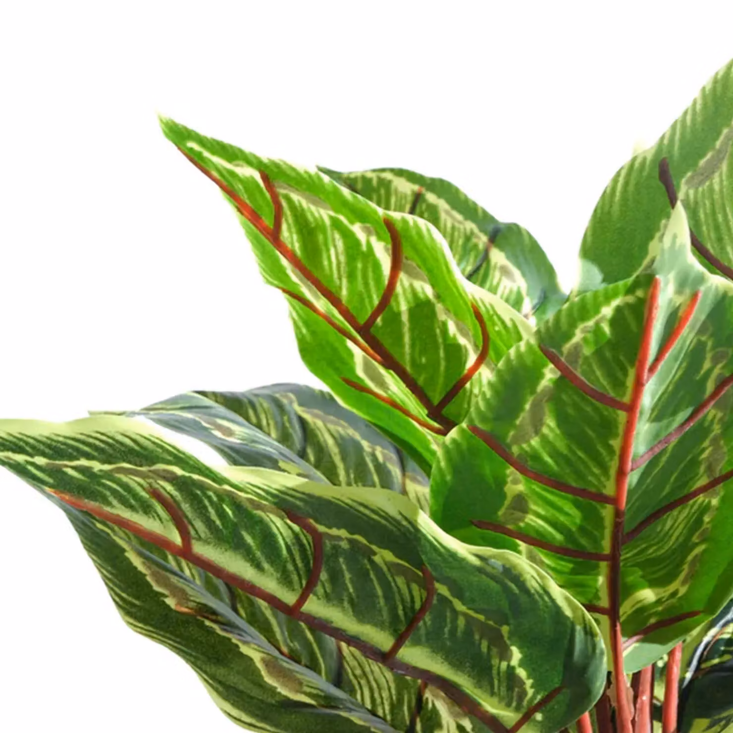 Leaf UK Realistic Artificial Potted Calathea Veitchiane Plant in Green, Height: 38 cm – 2