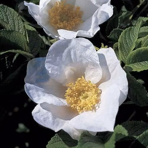 F&G Supplies White Hedging Rose Rosa Rugosa Alba Bare Root Hedge Plants, Pack of 5, Height: 30-60 cm