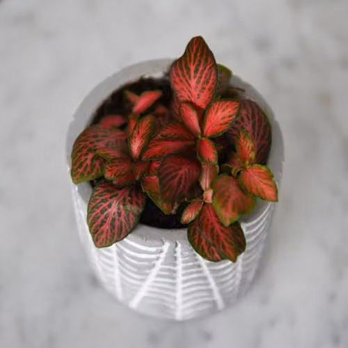 Thompson & Morgan Fittonia Red Tiger Indoor Houseplant with Red Veined Foliage, Height: 10 cm, Pot Size: 8.5 cm