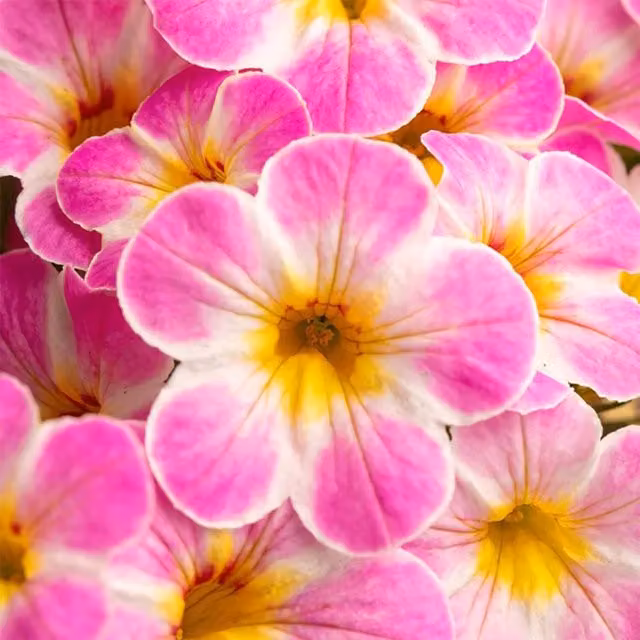 Plant Theory Set of 3 Can-can Chameleon Lemon Frose Mini Petunia Calibrachoa Bedding Plants in 9cm Pots, Pink, Yellow and White
