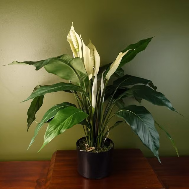 Artificial White Peace Lily in a White Potted Tabletop Design