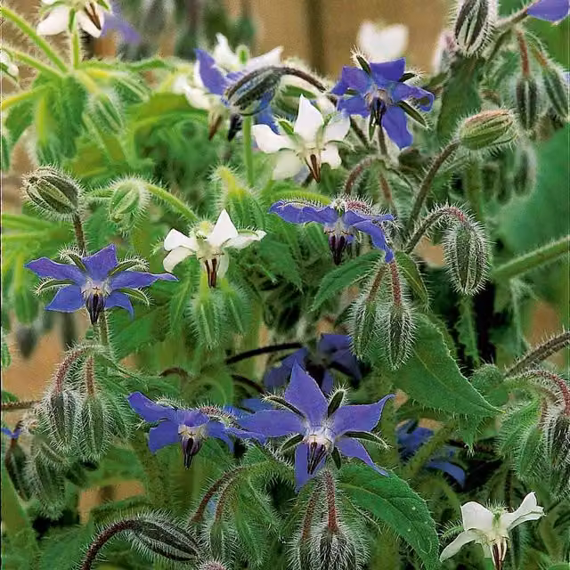 Unwins Borage Summer Skies Wildflower Seeds, Blue and White