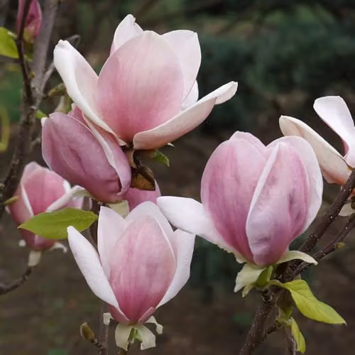 YouGarden Magnolia Soulangiana Ornamental Shrub in 9cm Pot, Pink and White Flowers – 4
