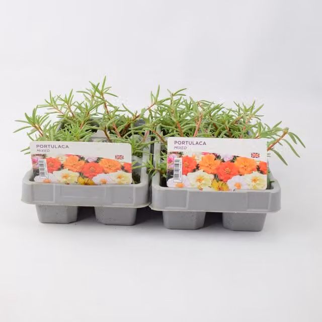 Plants By Post Mixed Colour Portulaca Outdoor Ornamental Shrubs, 12 Plants