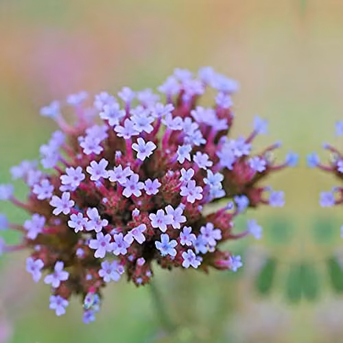 Thompson and Morgan Verbena bonariensis Purple Hardy Perennial Flower Seeds, 200 Seeds – 4