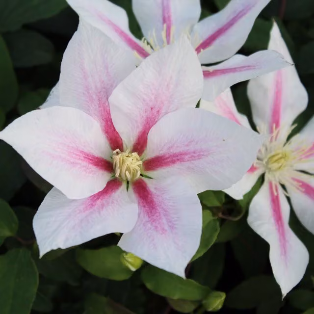 Plants By Post Clematis Andromeda Pink and White Outdoor Climbing Ornamental Garden Plant