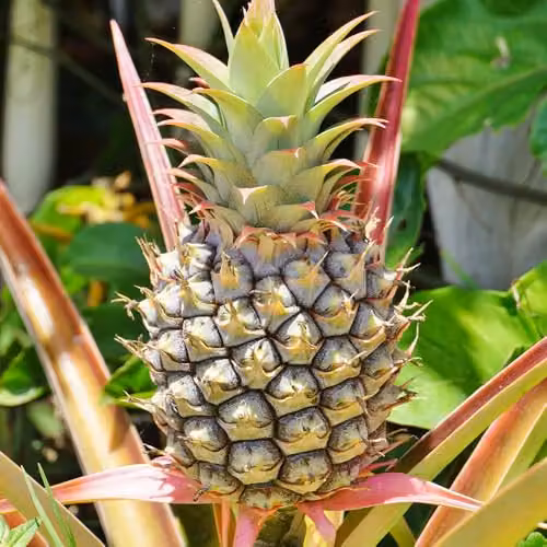 YouGarden Edible Indoor Pineapple Houseplant in 12cm Pot – 2
