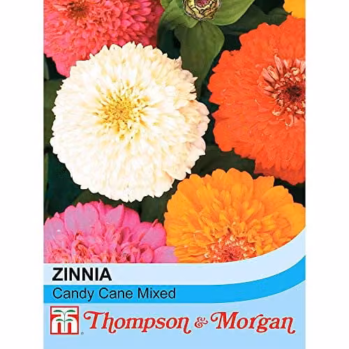 Thompson and Morgan Zinnia elegans Candy Mix Flower Seeds, Multicolour, 100 Seeds – 1