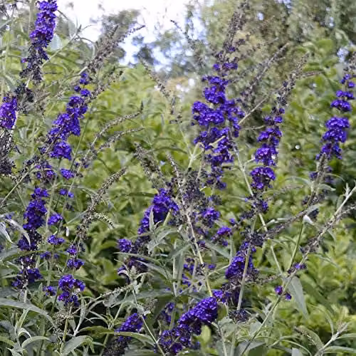 Thompson & Morgan Hardy Shrub Buddleia Black Knight Flowering Butterfly Bush, Dwarf Potted Plant, 3.5 Litre Pot