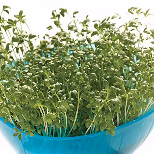 Thompson & Morgan Hardy Cress Extra Curled Vegetable Herb Seeds, 4000 Seeds