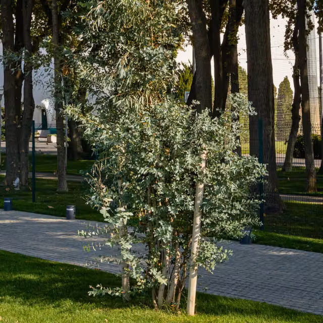 The Rose Press Garden Eucalyptus Gunnii Cider Gum Fast Growing Ornamental Tree in Silver Blue