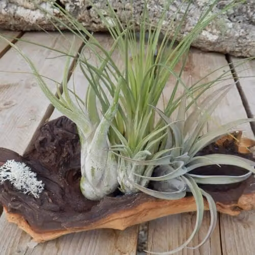 Thompson & Morgan Set of 3 Air Plants on Rustic Bog Wood in Multicolour and Green – 4