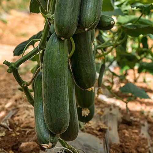 Thompson and Morgan Cucumber Marketmore Cucumis sativus Vegetable Seeds, 20 Seeds per Pack – 2