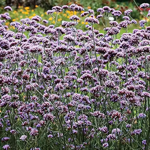 Thompson and Morgan Verbena bonariensis Purple Hardy Perennial Flower Seeds, 200 Seeds