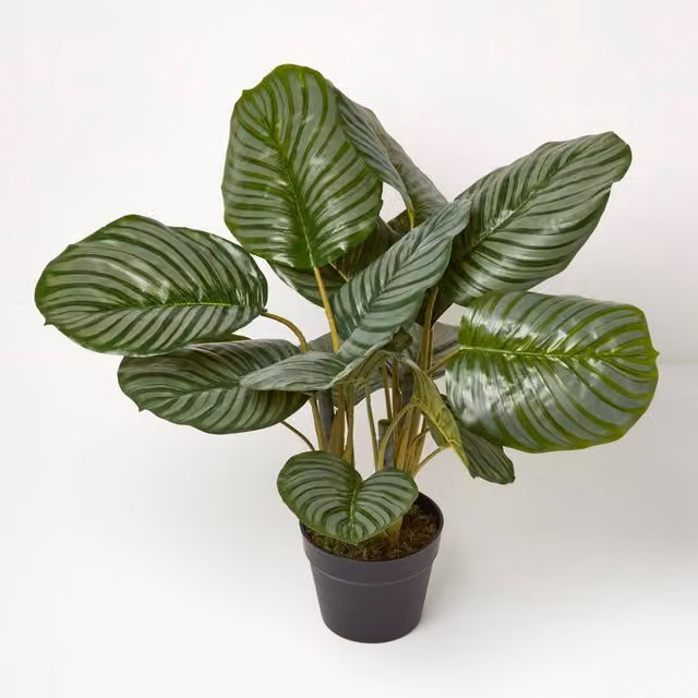 Homescapes Calathea Peacock Plant in a Black Pot, Height: 55 cm, Green