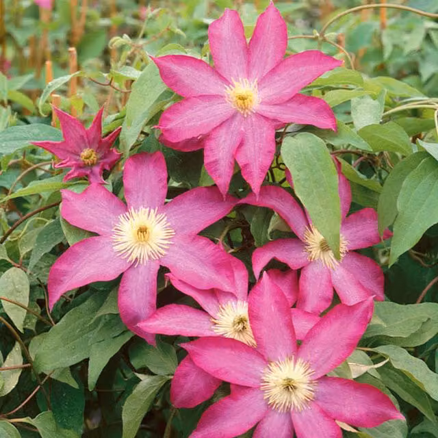 Plants By Post Pink Clematis Champagne Perennial Outdoor Climber