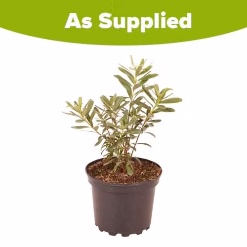 YouGarden Daphne Eternal Fragrance White Evergreen Spring Flowering Ornamental Shrub in 13cm Pot – 5