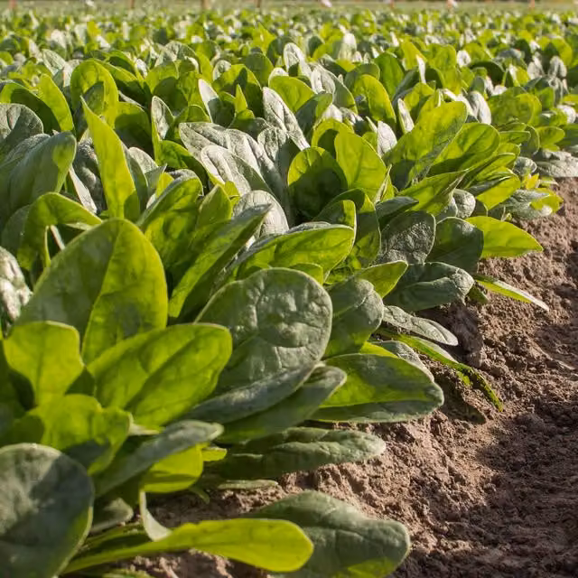 Marshalls Garden Nevada Red Spinach Vegetable Seeds, 40 Seeds