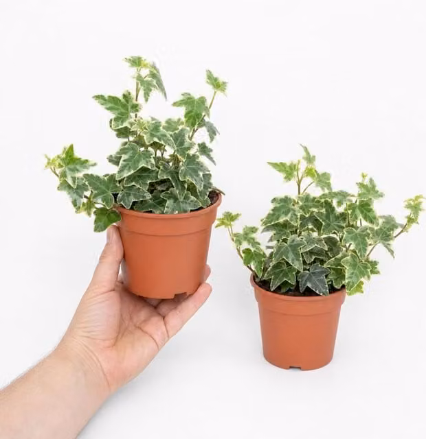 Plants By Post Variegated Ivy Indoor Climber Houseplant, Green, 1L