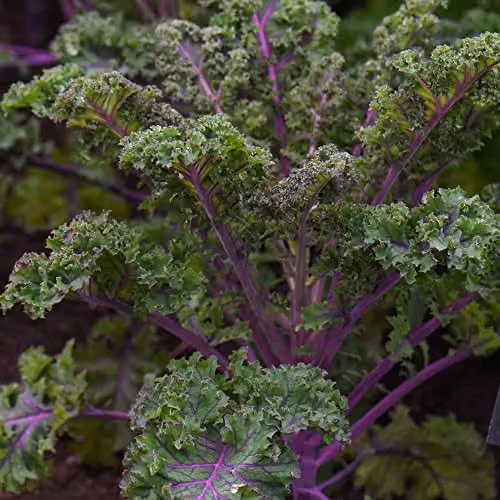 Thompson and Morgan Scarlet Curly Kale Seeds, Approx. 200 Seeds per Packet