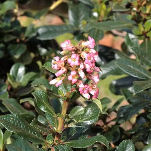Thompson and Morgan Escallonia rubra Macrantha Evergreen Shrub with Rosy Red Flowers, Pack of 3 x 9cm Pots