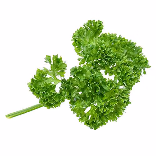 Thompson & Morgan Champion Moss Curled Parsley Seeds, 750 Seeds – 2