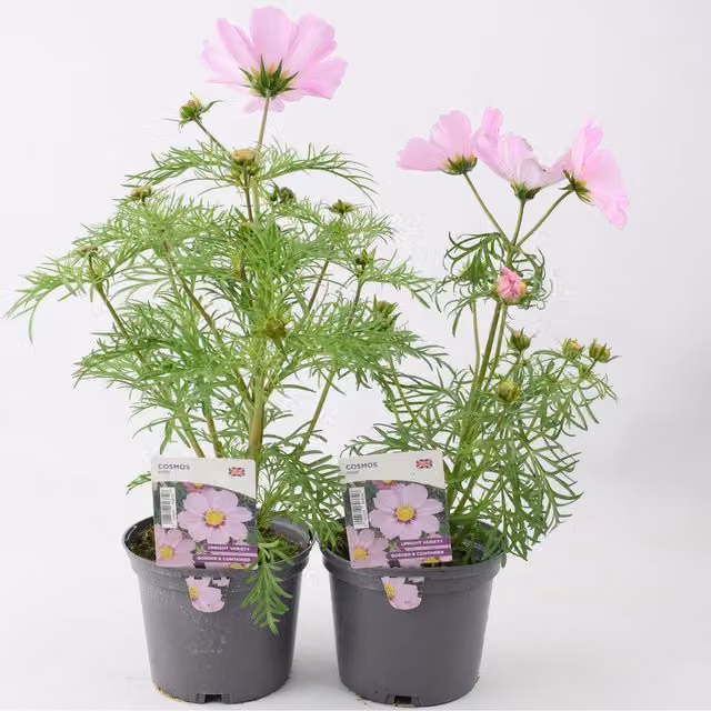 Plants By Post Pink Ornamental Garden Shrubs, 6 Pack