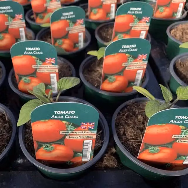 Plants By Post Ailsa Craig Tomato Plants, 3 Pack, Red, 9cm Pots